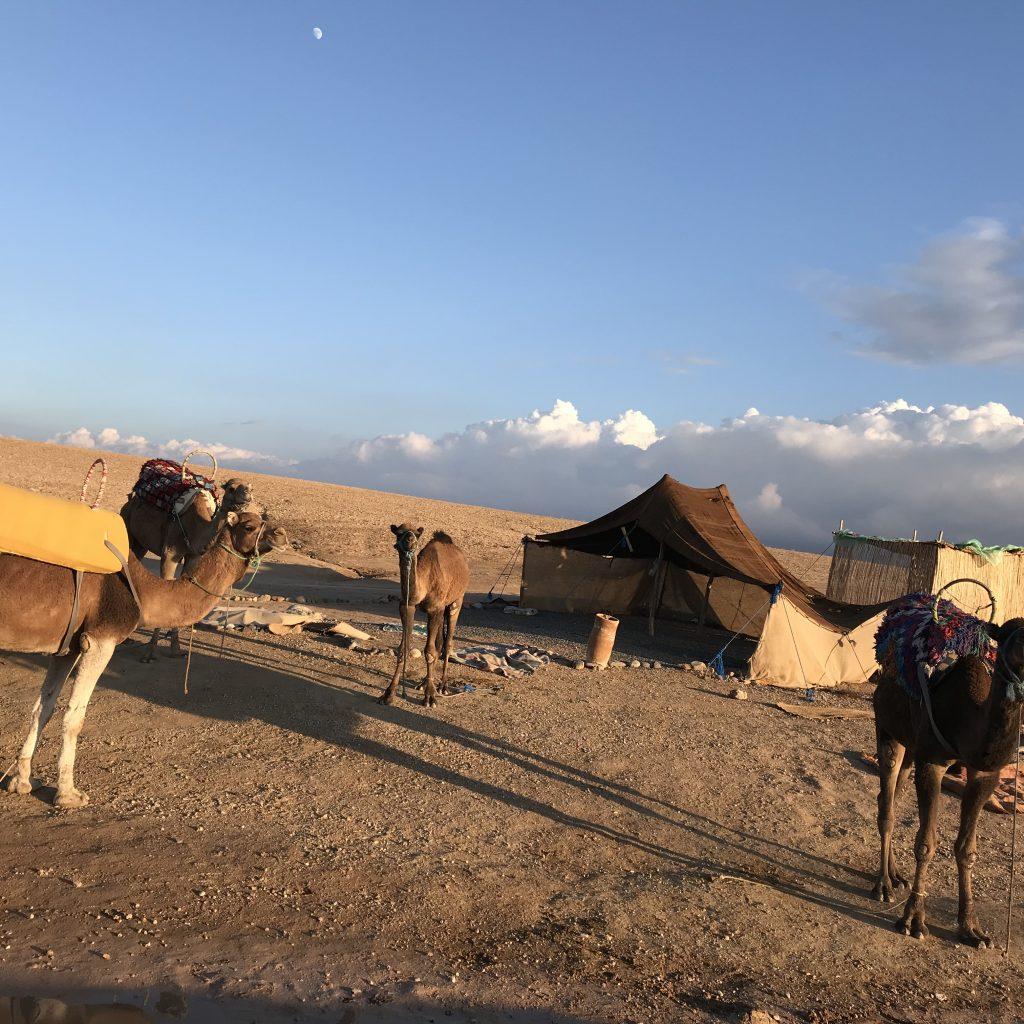 Sunset Camel Ride Agafay – Camel in Agafay, Marrakech (photo 6)