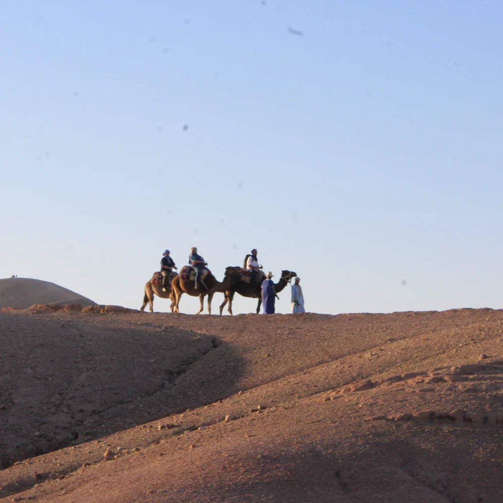 Sunset Camel Ride Agafay – Camel in Agafay, Marrakech (photo 5)