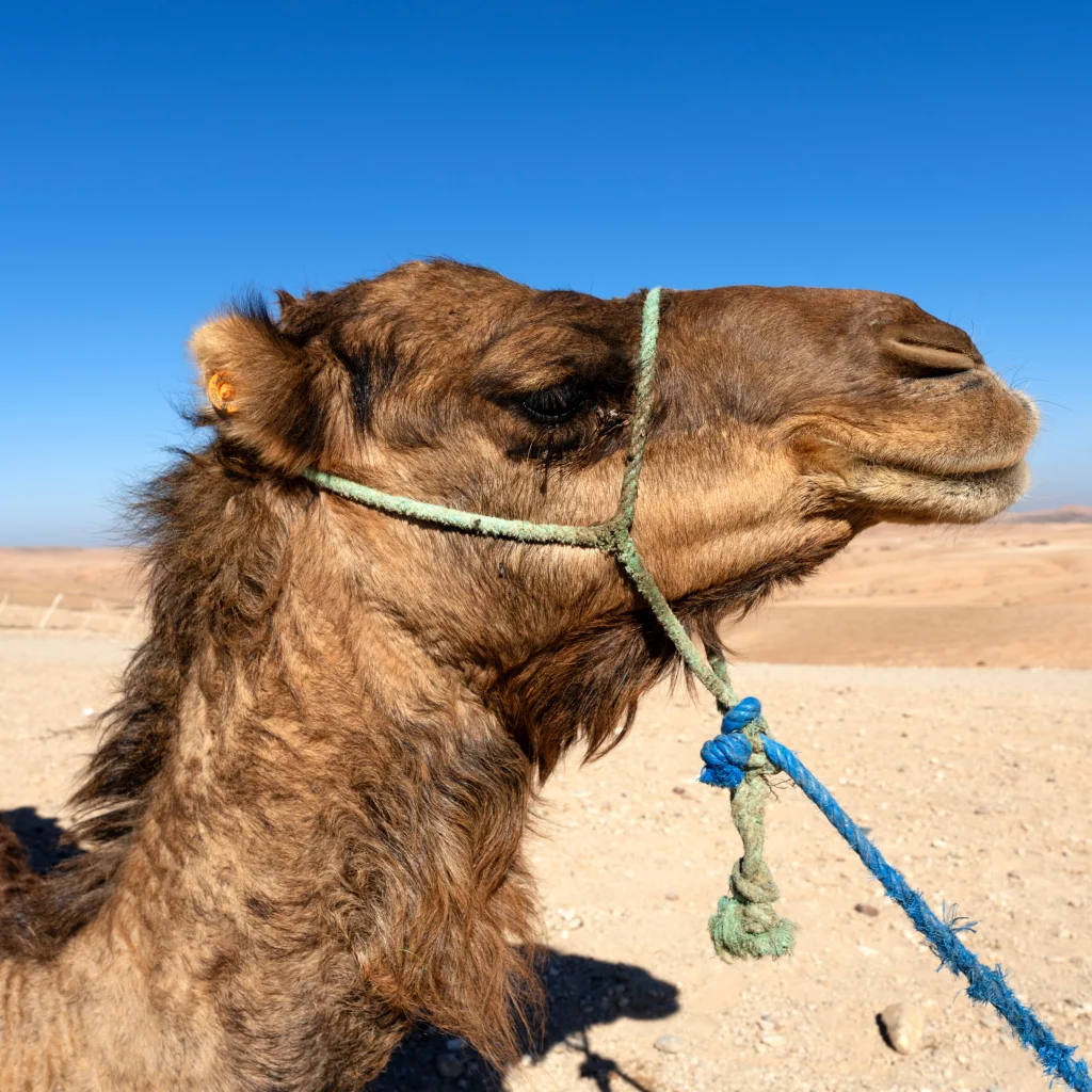Sunset Camel Ride Agafay – Camel in Agafay, Marrakech (photo 2)