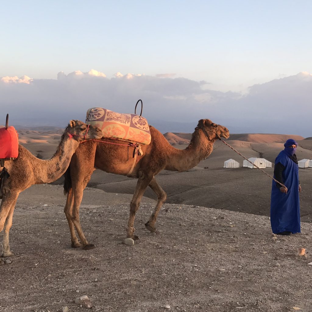 Sunset Camel Ride Agafay – Camel in Agafay, Marrakech (photo 3)