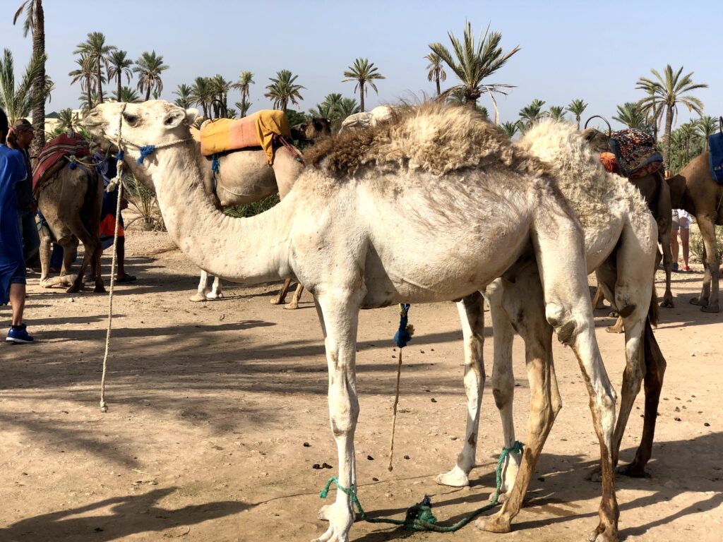 Camel Ride Marrakech Palmeraie